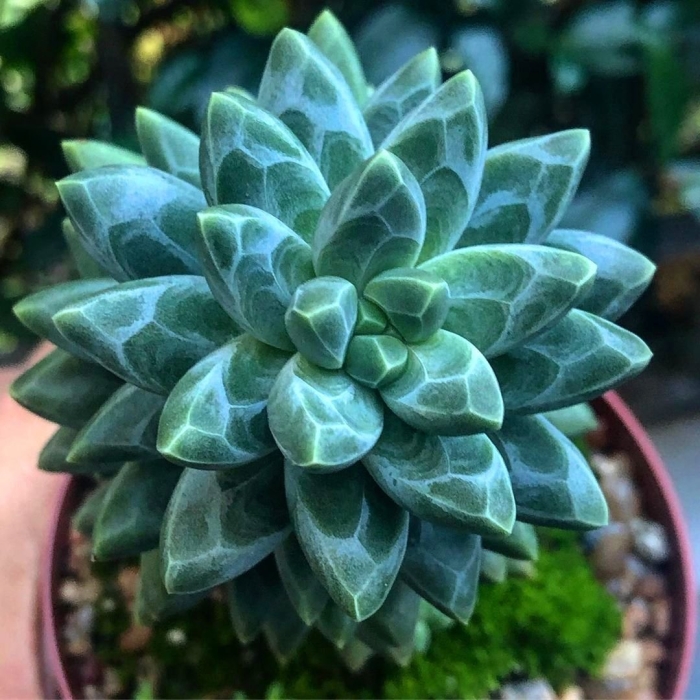 Эхеверия крестовник