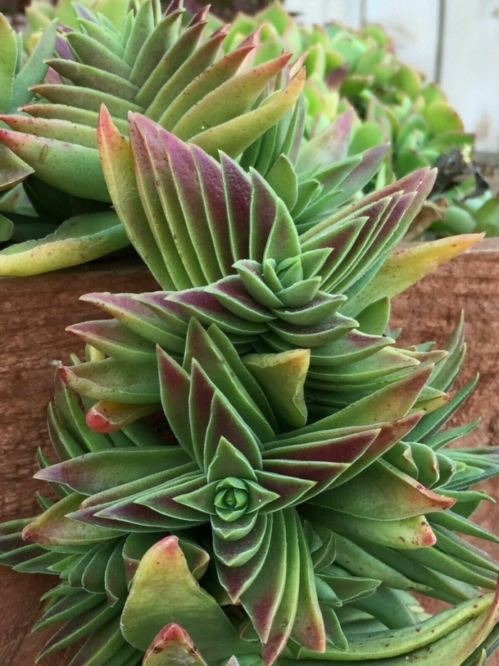 Суккулент crassula capitella