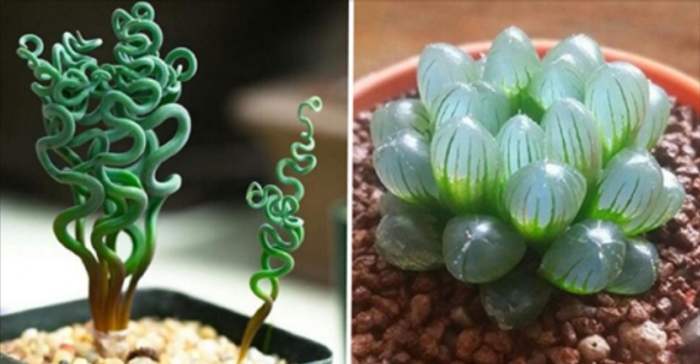 Суккулент трахиандра