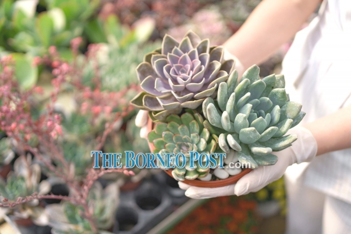 Эхеверия суккулент микс