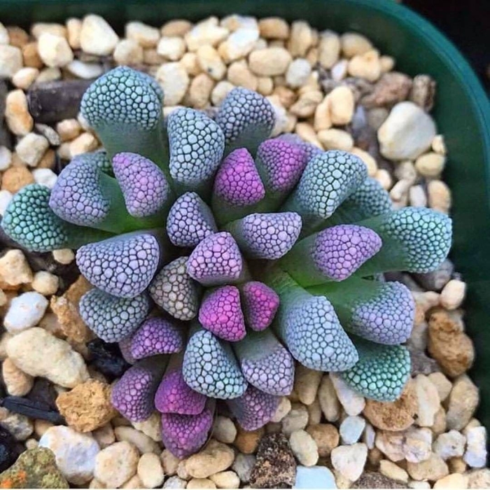 Литопс титанопсис