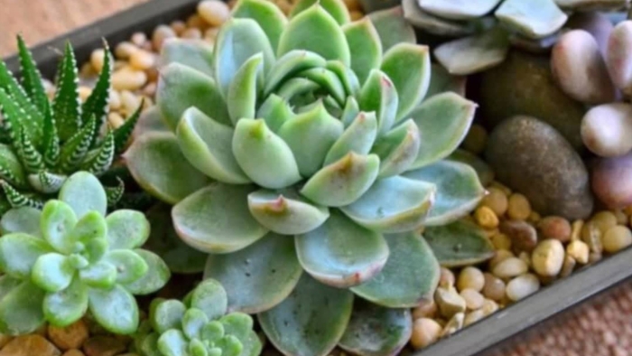 Каменная роза суккулент