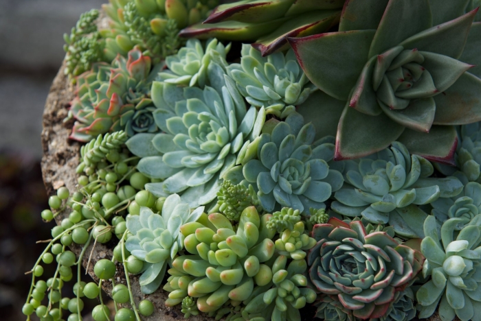 Растение суккулент