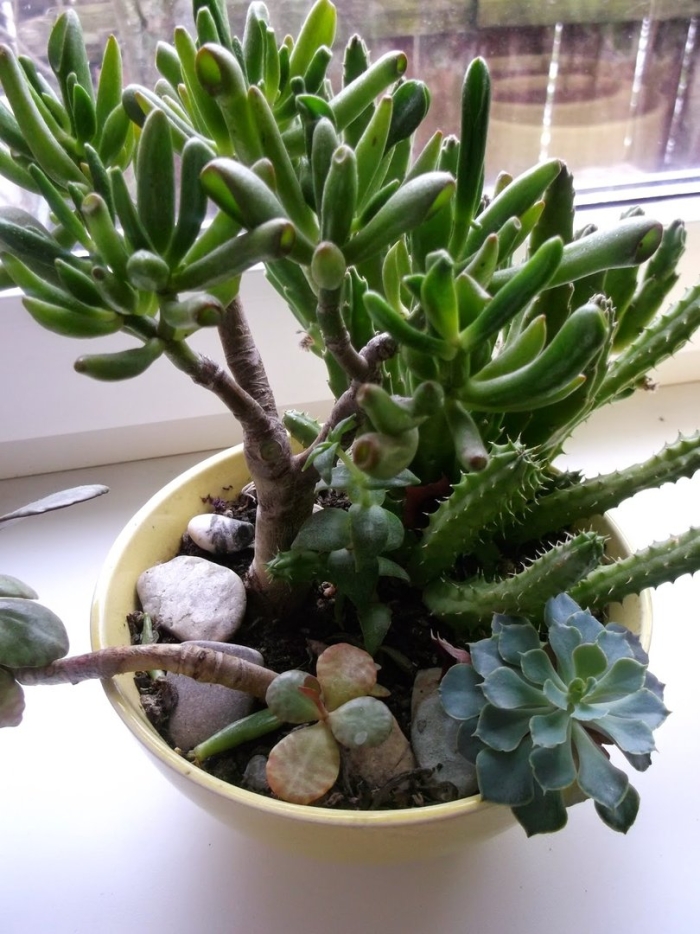 Суккулент джек