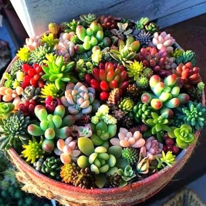 Эхеверия каменная роза суккуленты