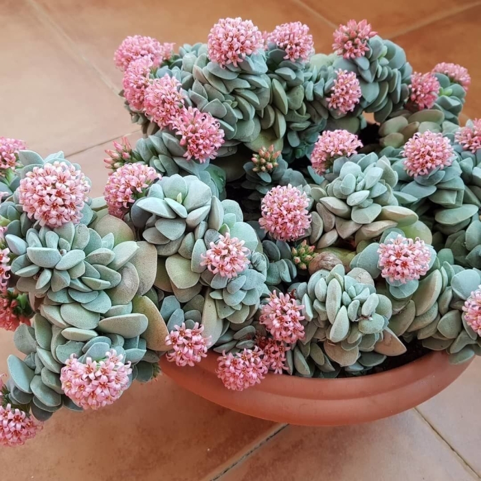 Суккуленты крассула морган