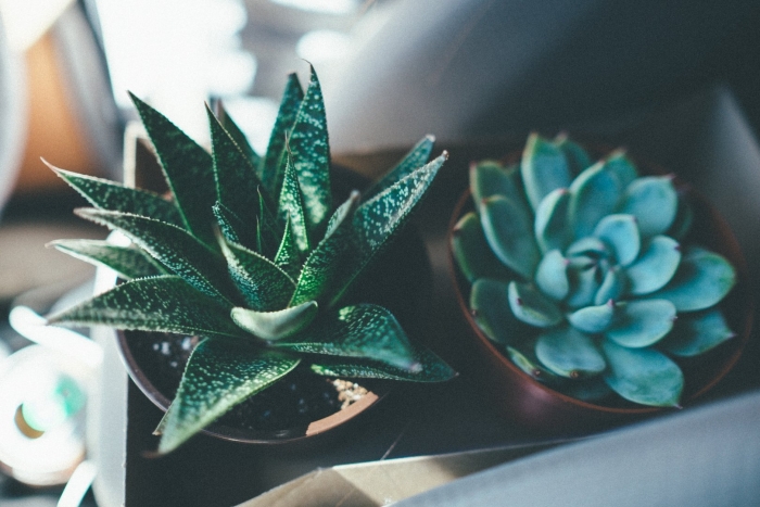 Суккулент хавортия