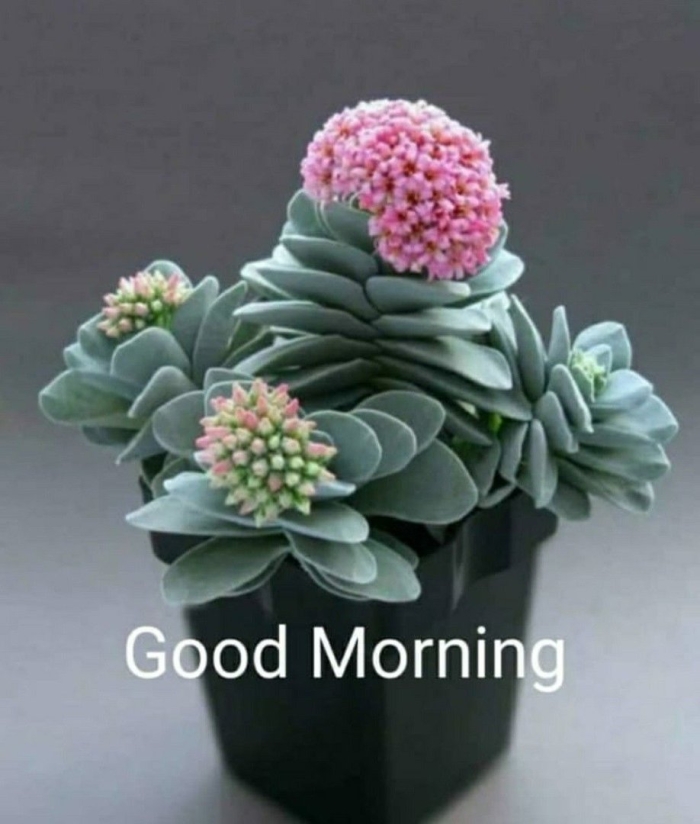 Крассула морган бьюти