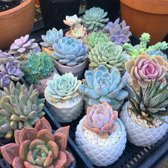 Суккуленты кустовые