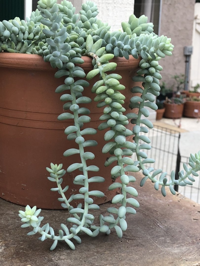 Очиток седум комнатный