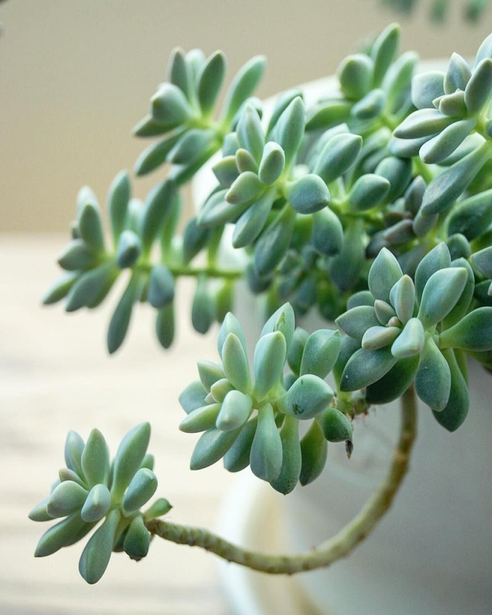 Крестовник крассула