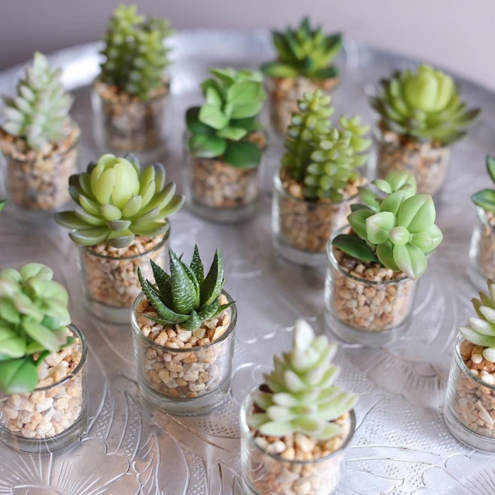 Суккуленты изумрудные