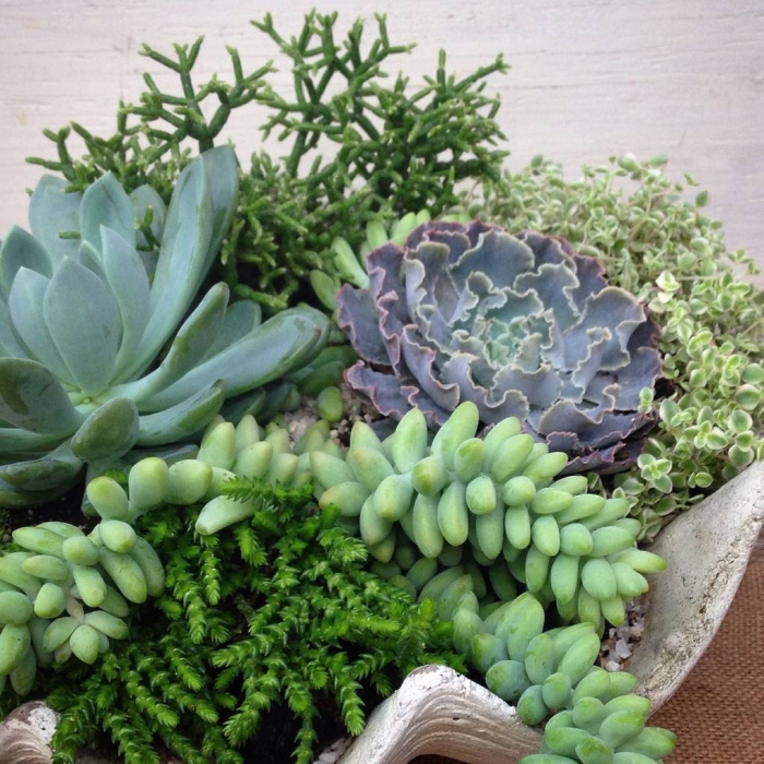 Суккулент хортица