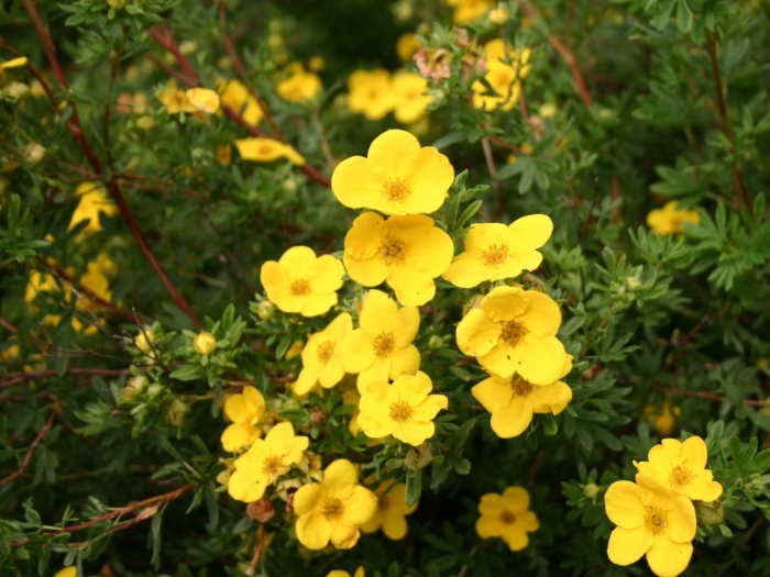 Лапчатка кустарниковая элизабет