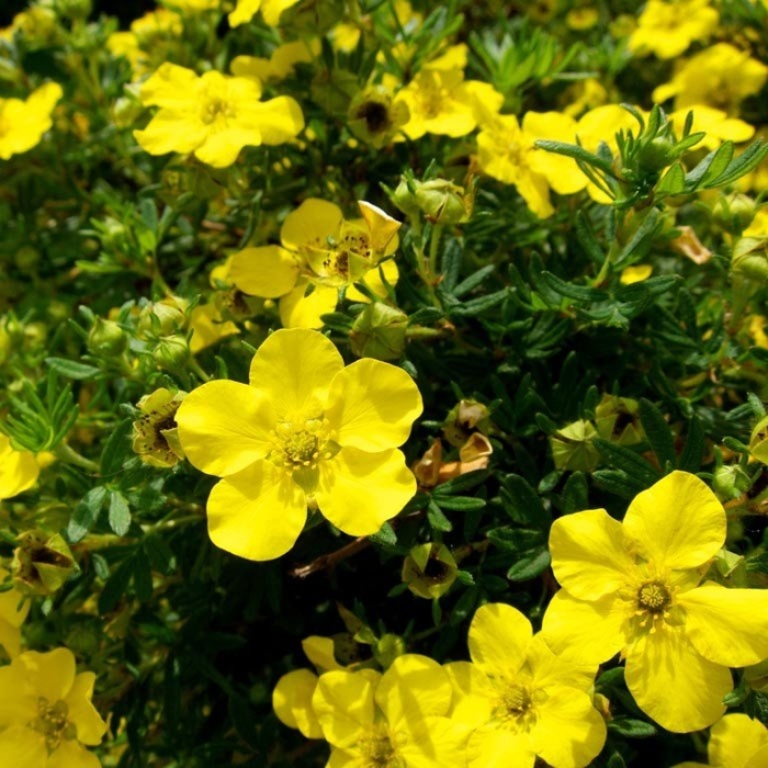 Лапчатка кустарниковая goldstar