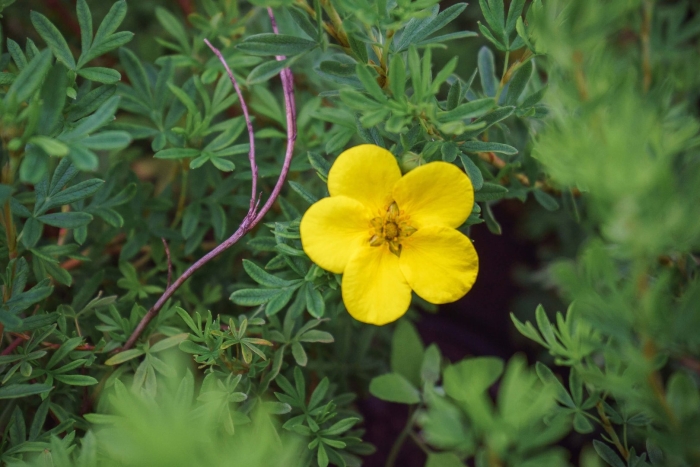 Лапчатка кустарниковая elizabeth