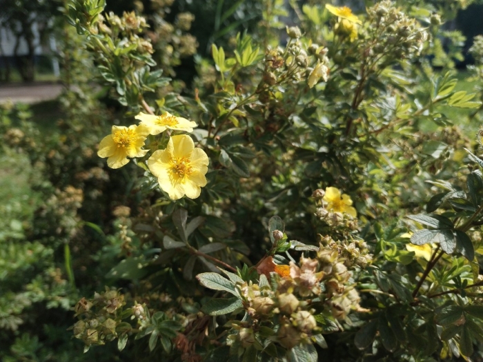 Курильский чай