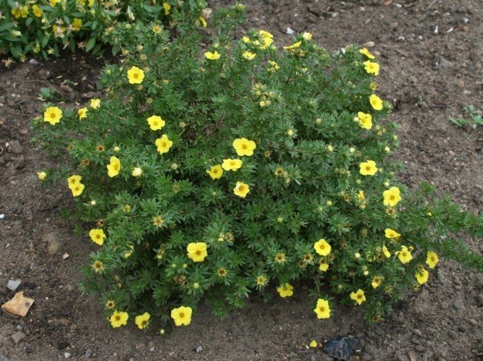 Лапчатка кустарниковая kobold