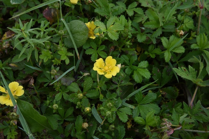 Лапчатка ползучая (potentilla reptans)