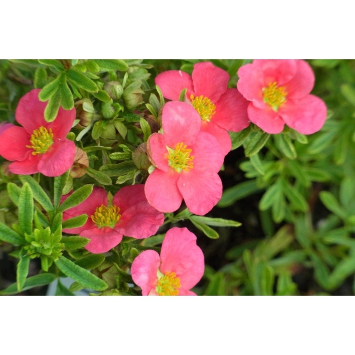 Лапчатка кустарниковая белиссима