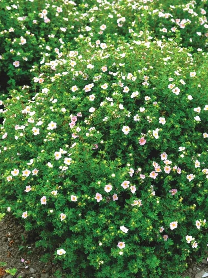 Лапчатка кустарниковая princess