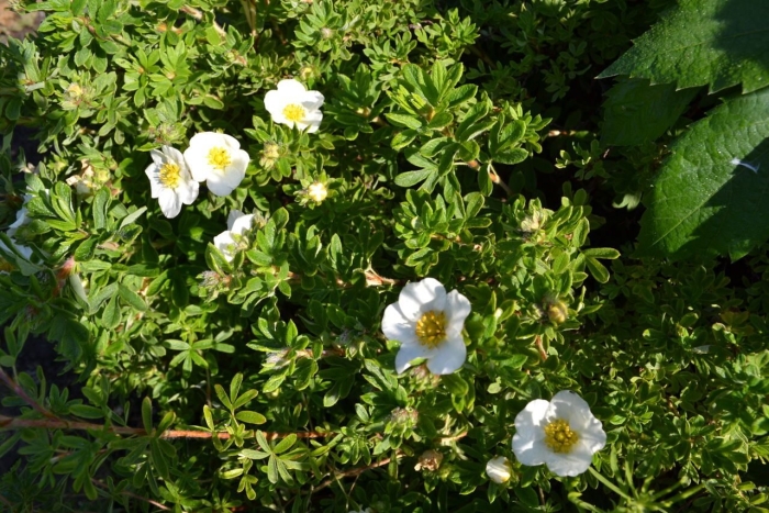 Лапчатка даурская