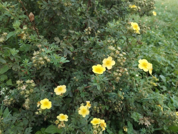 Лапчатка кустарниковая белла лиза