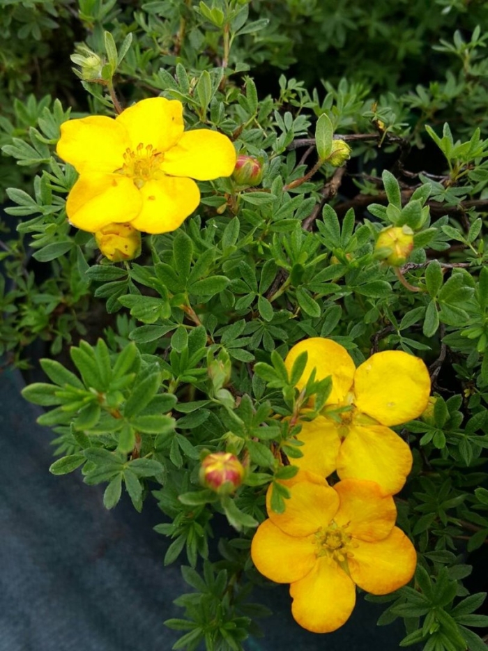 Лапчатка курильская