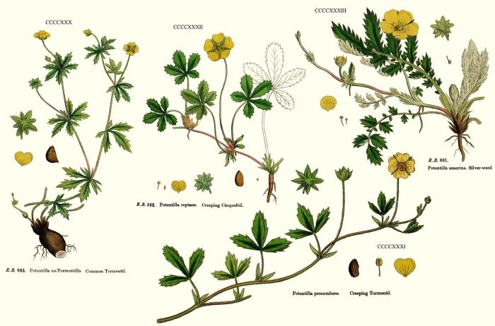 Лапчатка прямостоячая калган