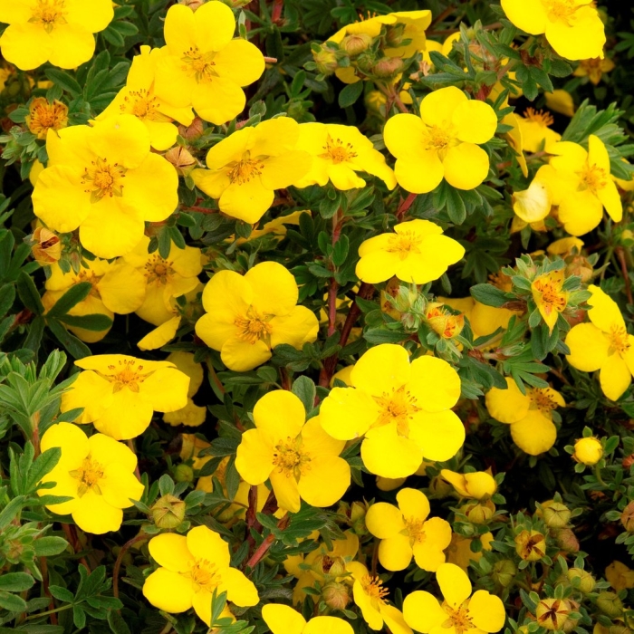 Лапчатка кустарниковая голдстар