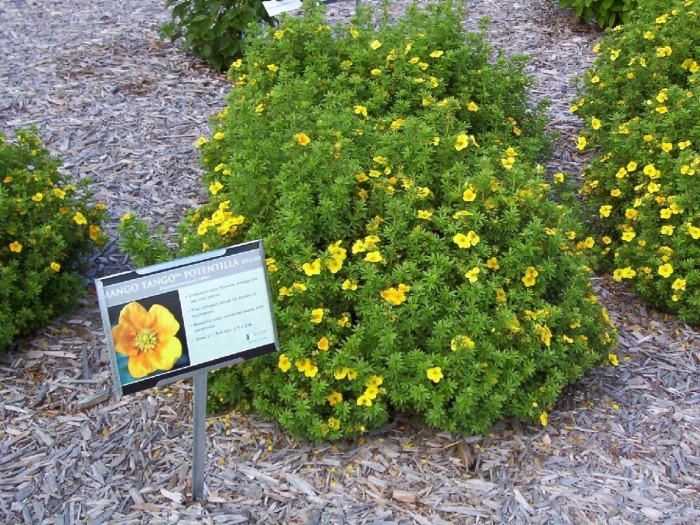 Лапчатка кустарниковая mango tango