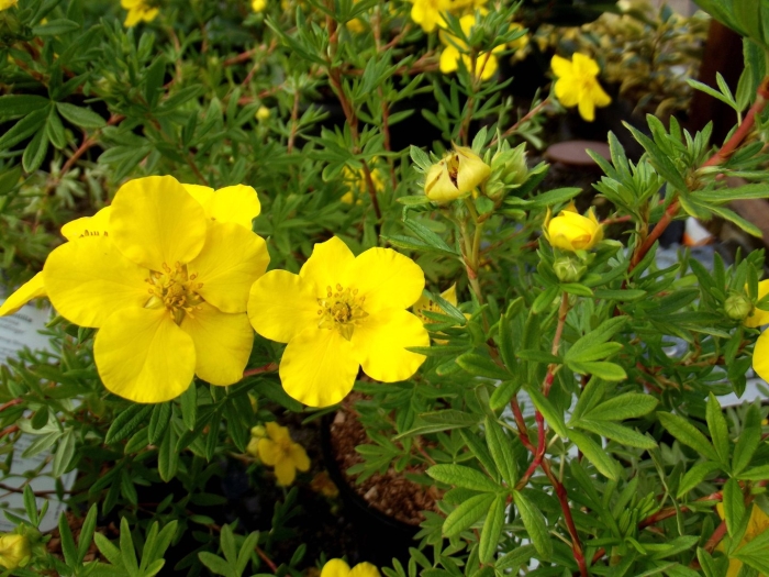 Лапчатка кустарниковая голдтеппих