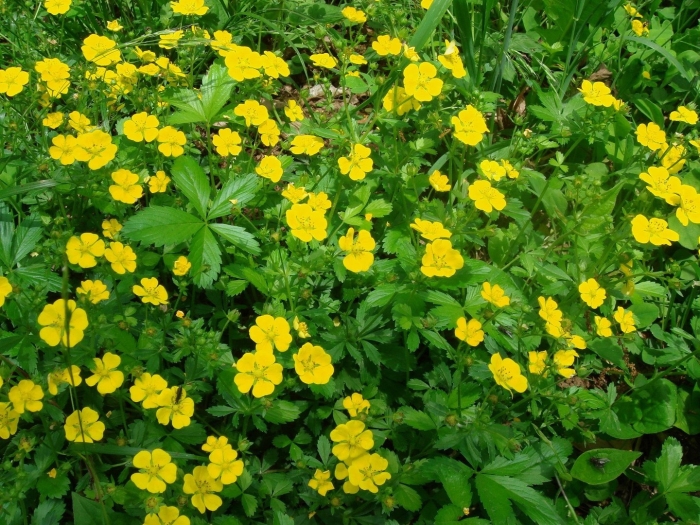 Лапчатка гусиная