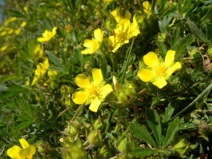 Potentilla neumanniana