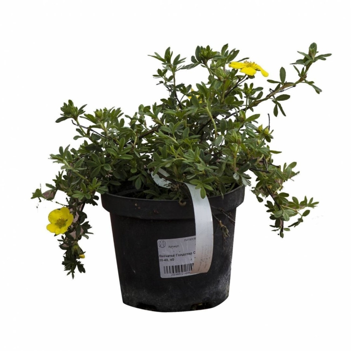 Лапчатка кустарниковая goldstar