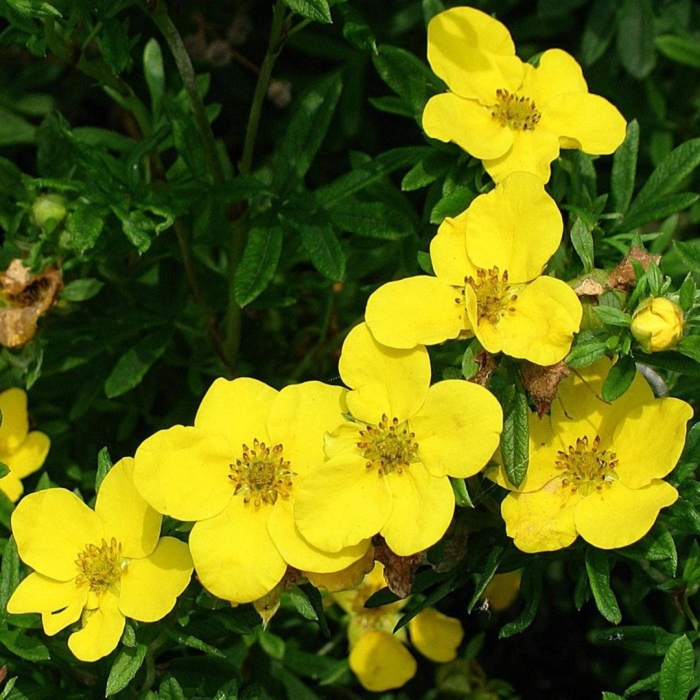 Лапчатка кустарниковая голдфингер