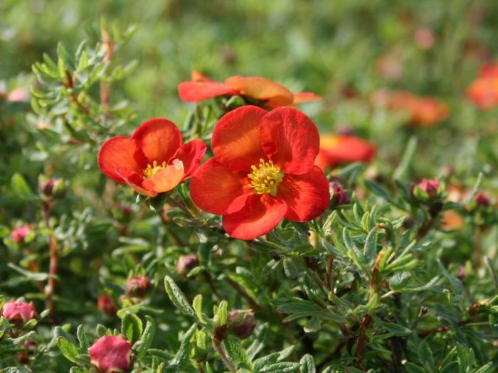 Лапчатка мэрион ред робин