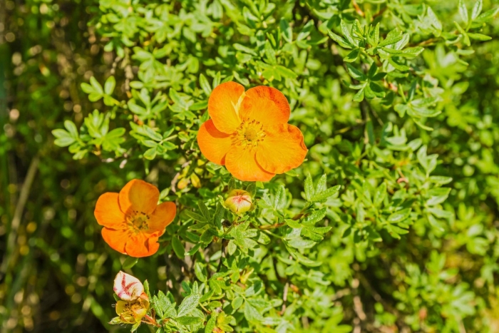 Лапчатка тангерин