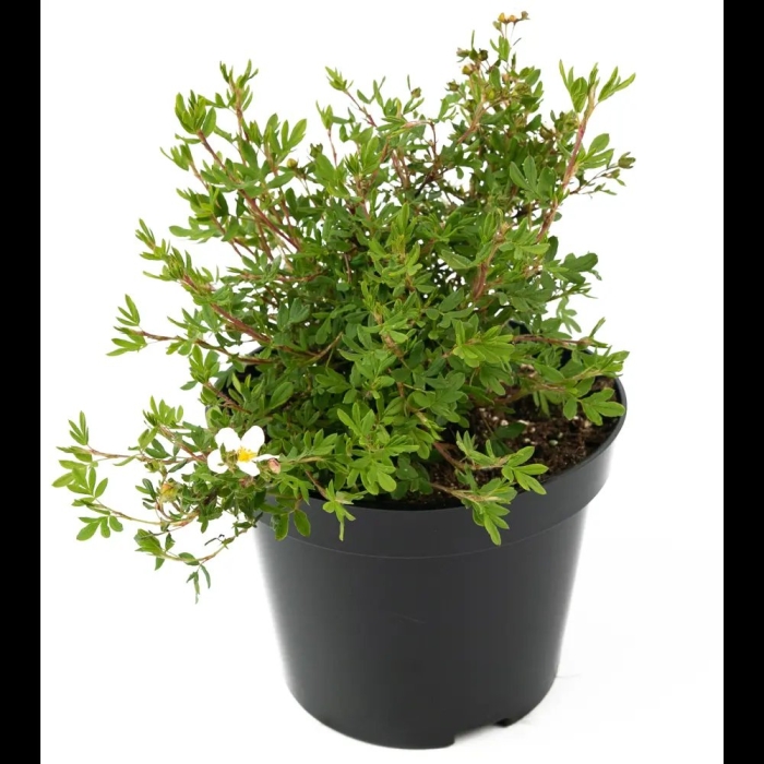 Лапчатка куст. абботсвуд