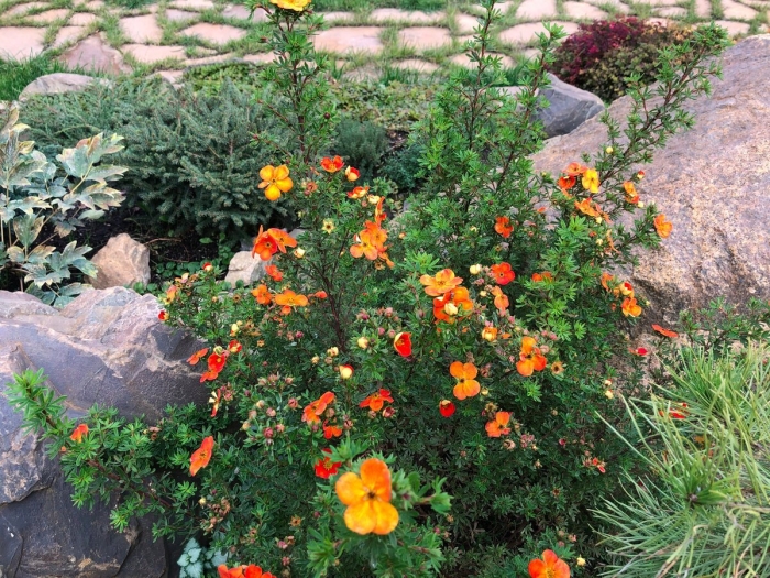 Лапчатка кустарниковая ред айс