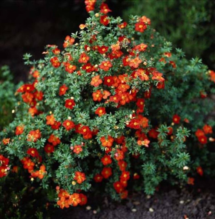 Лапчатка кустарниковая ред эйс