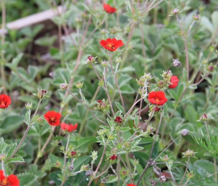 Лапчатка potentilla atrosanguinea red