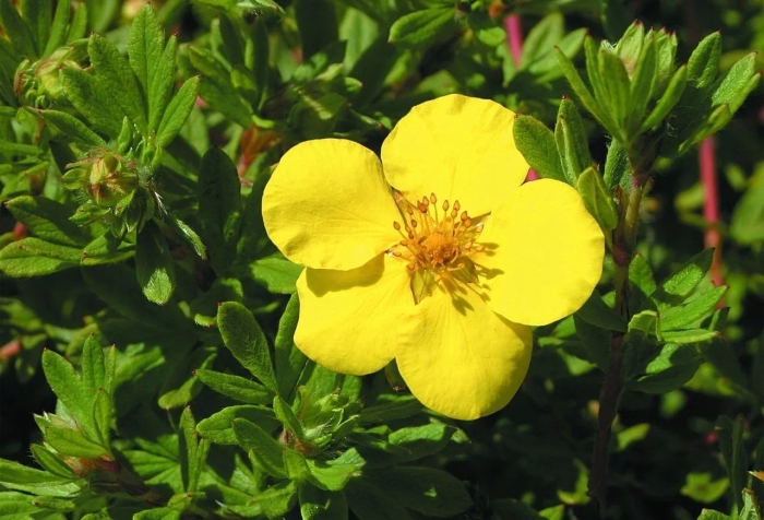 Лапчатка голдстар