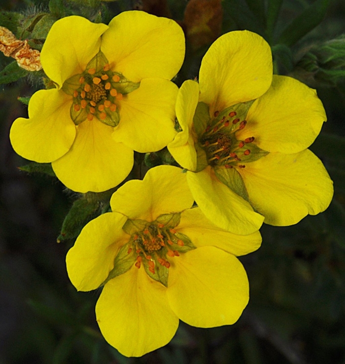 Лапчатка лонгакр