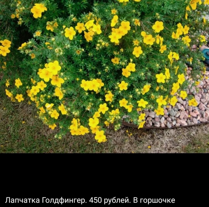 Лапчатка кустарниковая голд стар