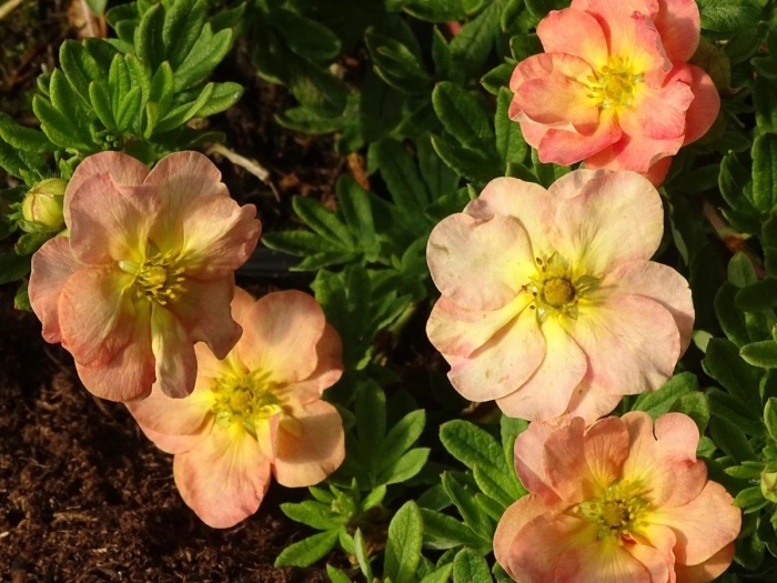 Лапчатка белла эппл