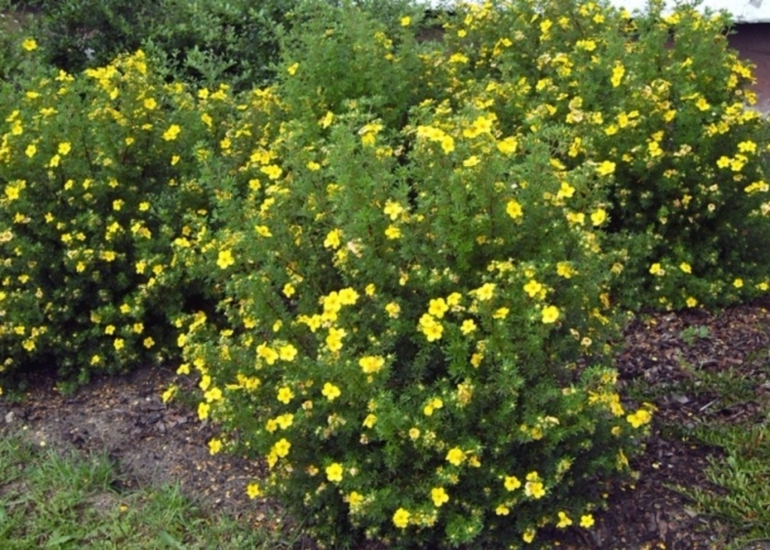 Лапчатка кустарниковая элизабет