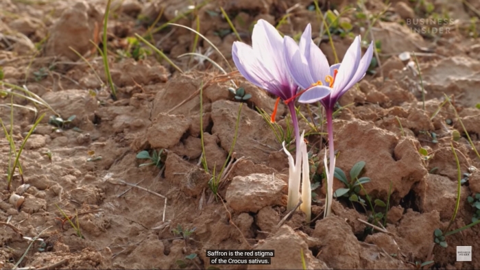 Крокус шафран посевной