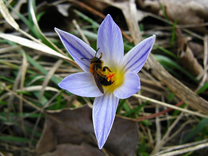 Шафран прекрасный