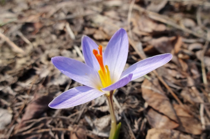 Crocus sativus rhzoma
